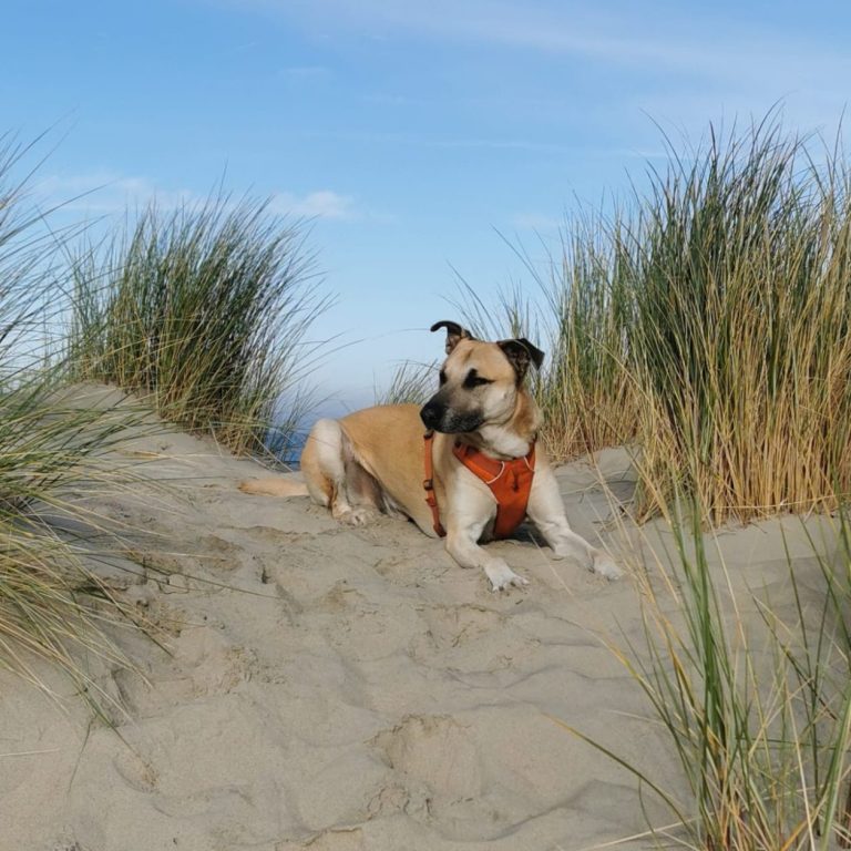 Familienhund Sammy im Schnee